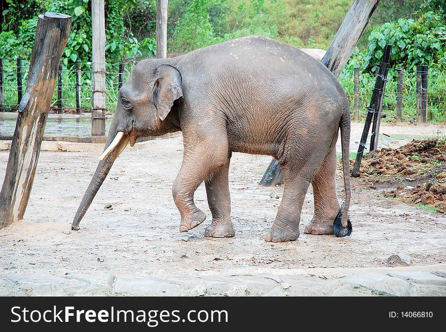 The baby elephant finding food with it long nose