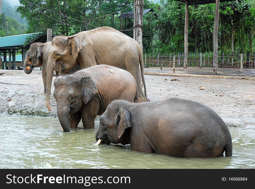 Group of elephant eating coconut at the pond