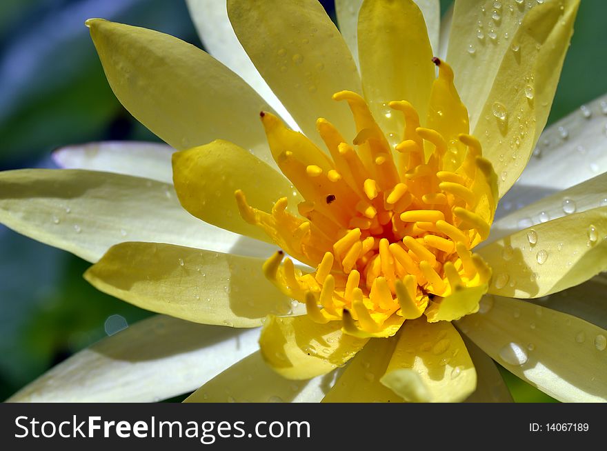 Macro Yellow Lotus