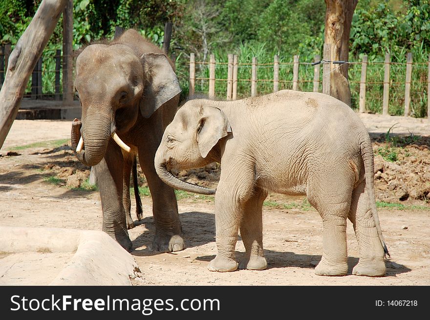 Two elephant at the wildlife park. Two elephant at the wildlife park