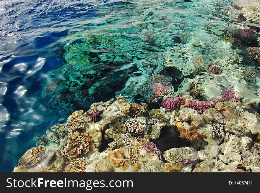 Corals of Fanara Beach in Sharm el Sheih. Corals of Fanara Beach in Sharm el Sheih
