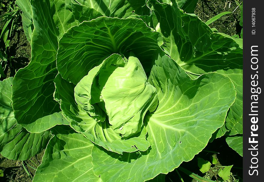 Leaves of green cabbage taken together growing