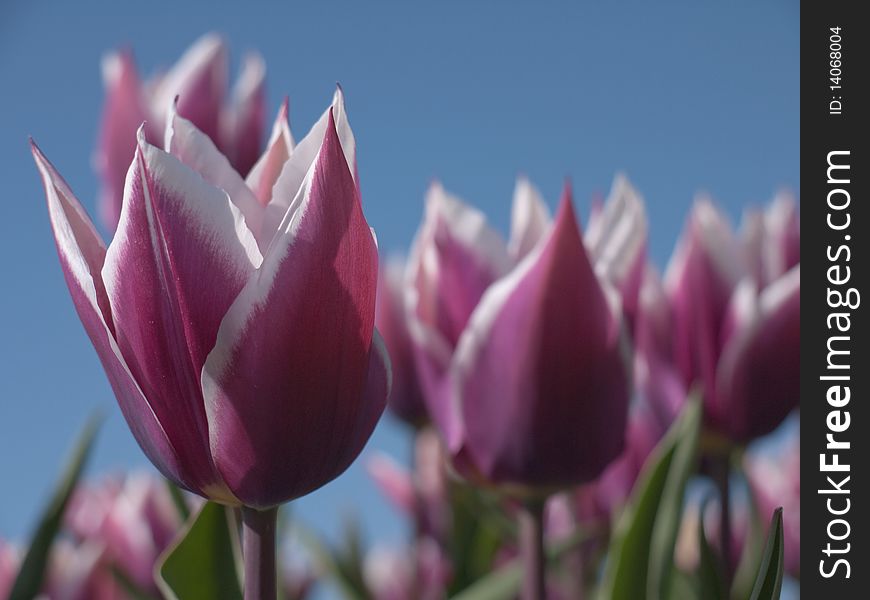 Purple white tulips in a field. Purple white tulips in a field