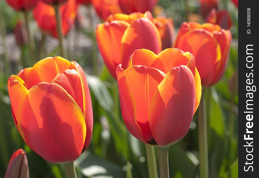 Red orange tulips in a field
