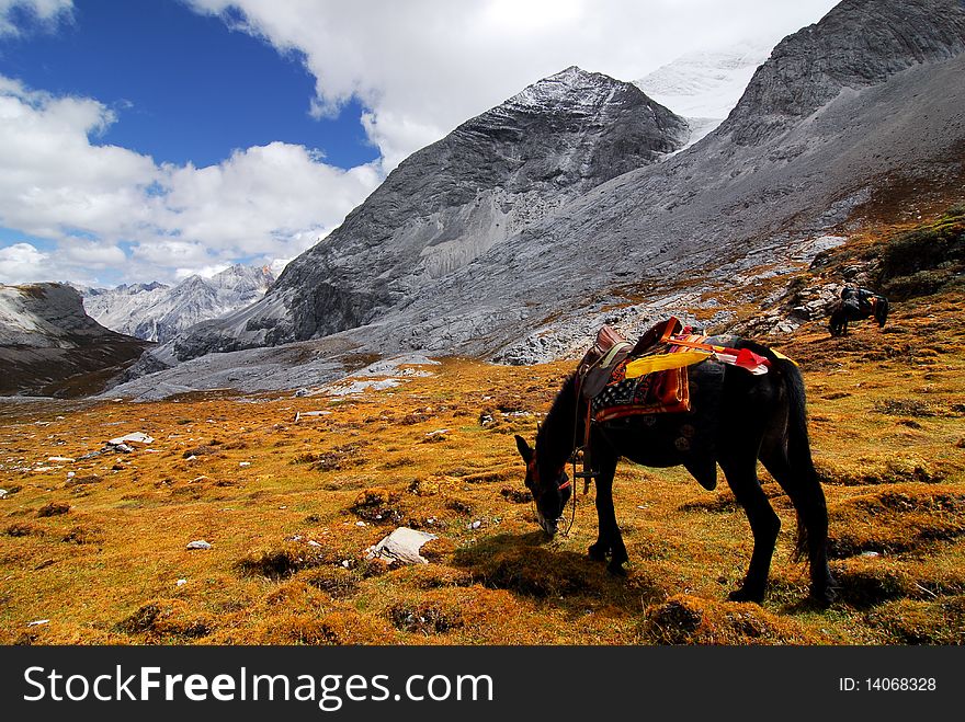 When travelling across a serial mountain. The horse rest at the Altitude about 5000m. And the road crossing the mountain reaches the Altitude 5217m. The picture is taken in Yading, Southwest of China. When travelling across a serial mountain. The horse rest at the Altitude about 5000m. And the road crossing the mountain reaches the Altitude 5217m. The picture is taken in Yading, Southwest of China.