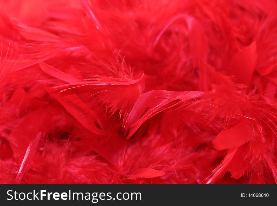 Red feathers in close up as background