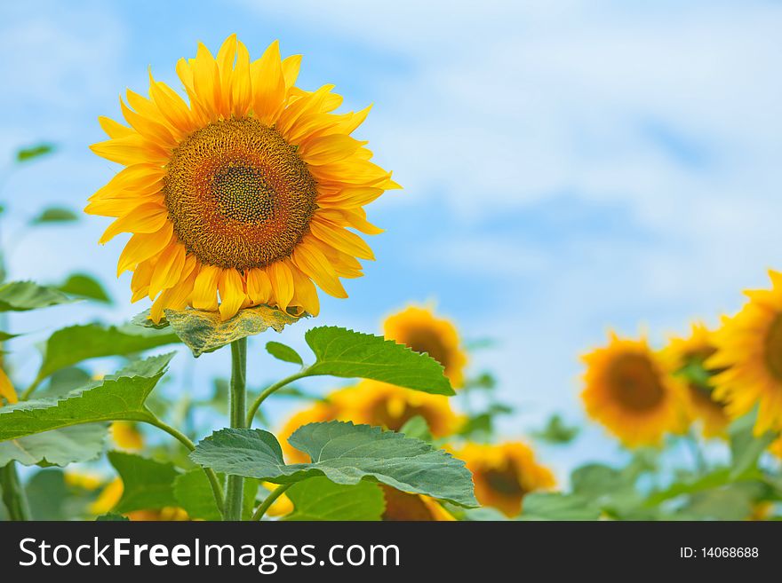 Big yellow sunflower with green leafs