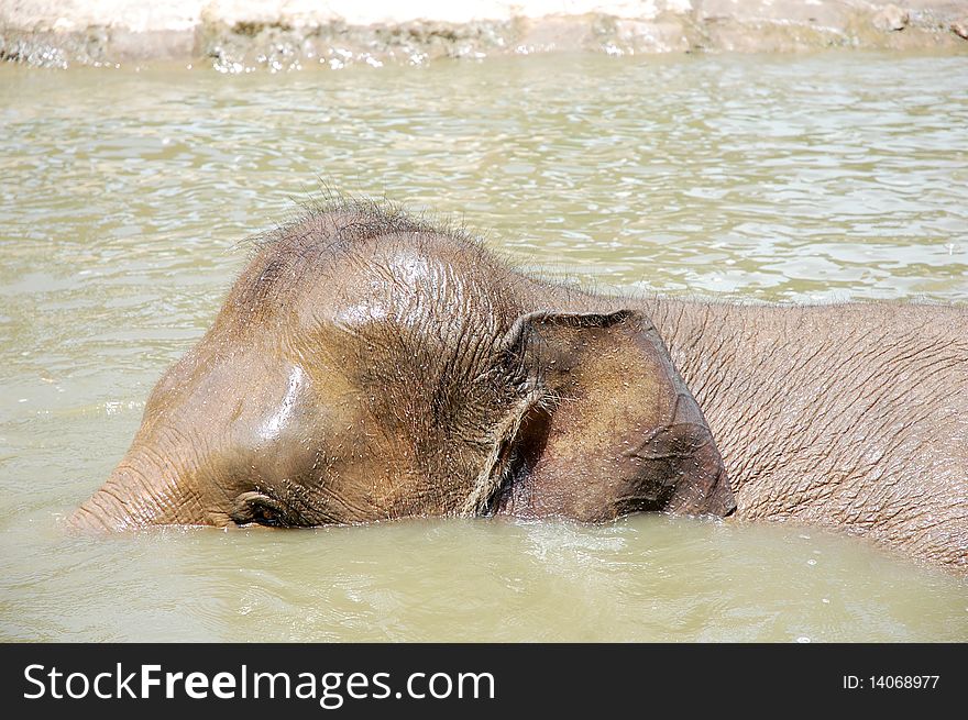 An elephant swimming at the pond