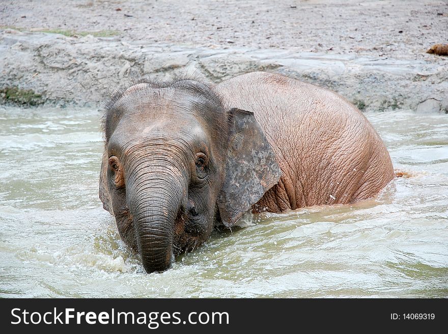 An elephant play water at the pond