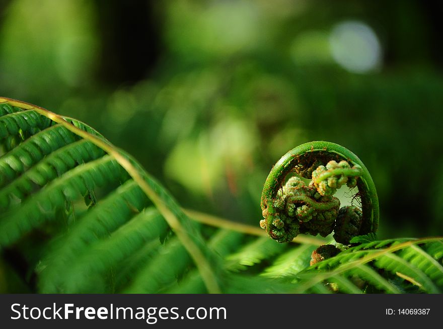 Close-up view of a giant fern. Close-up view of a giant fern