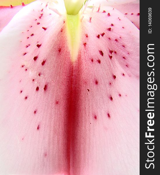 Close up of a pink lily