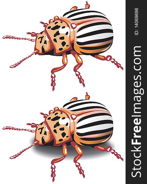 Colorado Potato Beetle