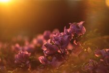 Pink Flowers Shining At Sunset Backlit In The Park Stock Photography