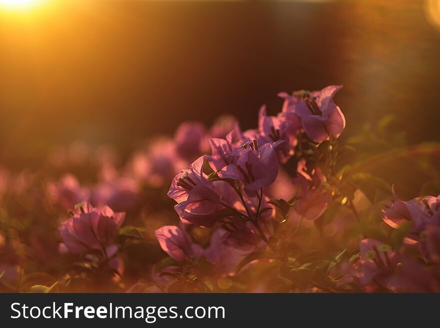 Pink flowers shining at sunset backlit in the park. Bougainvillea