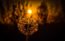 Silhouette Of A Dandelion. Sunset Behind The Shiny Dandelion. Stock Image