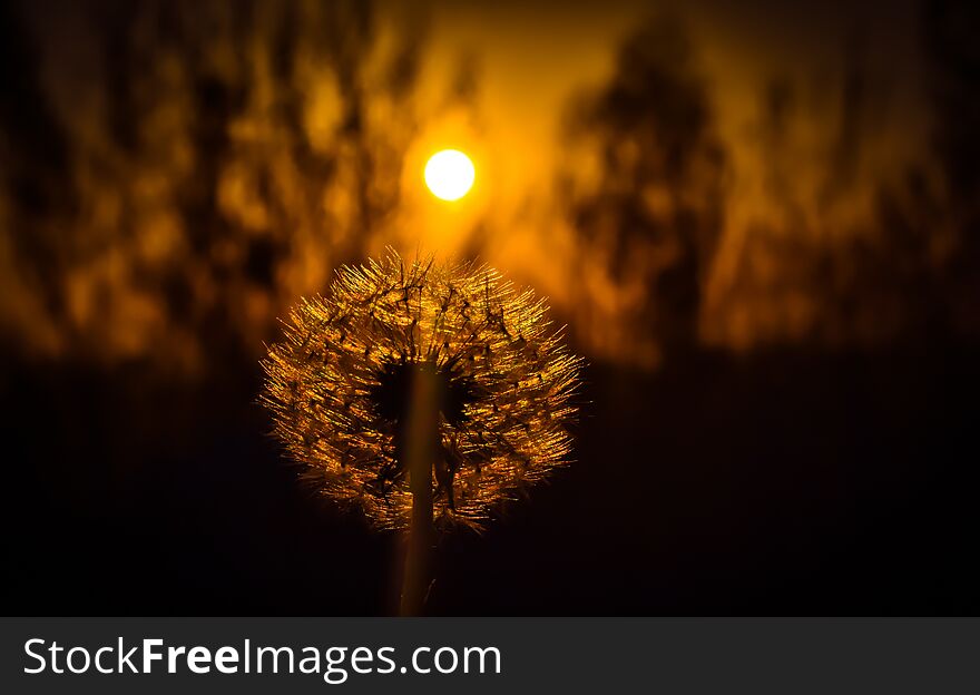Silhouette of a dandelion. Sunset behind the shiny dandelion.
