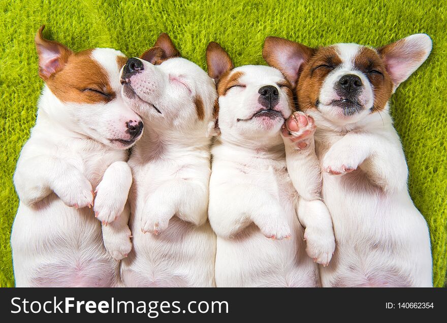 Cute puppies sleeping with their paws up on a knitted sweater.