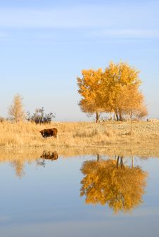 Autumn Tree And Cow Royalty Free Stock Photo Autumn Tree And Cow Royalty Free Stock Photo