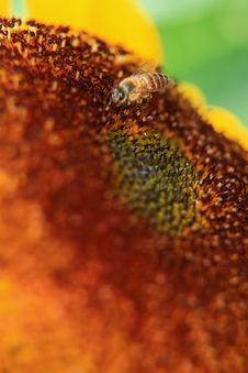 Bee On A Sunflower Royalty Free Stock Image Bee On A Sunflower Royalty Free Stock Image