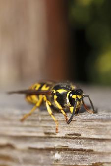 European Paper Wasp Royalty Free Stock Photography