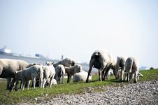 Sheep Flock Herd On Dike Royalty Free Stock Photo Sheep Flock Herd On Dike Royalty Free Stock Photo