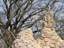 Meerkat Sentry Royalty Free Stock Images Meerkat Sentry Royalty Free Stock Images