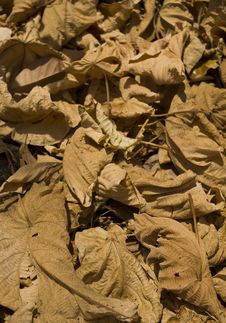 Curvy Dry Leaves Stock Image Curvy Dry Leaves Stock Image