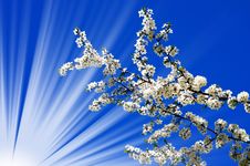 Beautiful Plum Tree Blossom And Fun Sun. Royalty Free Stock Images Beautiful Plum Tree Blossom And Fun Sun. Royalty Free Stock Images