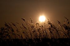 Reed And Sun Royalty Free Stock Photography Reed And Sun Royalty Free Stock Photography