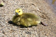 Canada Goose Gosling Royalty Free Stock Photography Canada Goose Gosling Royalty Free Stock Photography