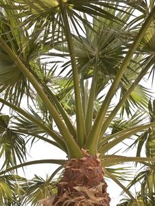 Palm Tree Royalty Free Stock Photo Palm Tree Royalty Free Stock Photo