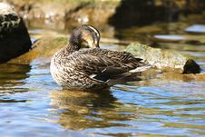 Mallard Duck Female Royalty Free Stock Photography Mallard Duck Female Royalty Free Stock Photography