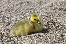 Canada Goose Gosling Royalty Free Stock Photos Canada Goose Gosling Royalty Free Stock Photos