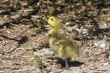 Canada Goose Gosling Stock Photos Canada Goose Gosling Stock Photos