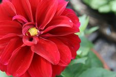 Red Dahlia Stock Photo