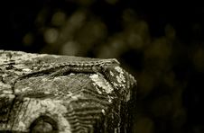 Lizard Stock Images Lizard Stock Images