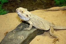 Large Lizard With Large Thorns Royalty Free Stock Photo Large Lizard With Large Thorns Royalty Free Stock Photo