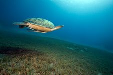 Female Green Turtle Swimming Royalty Free Stock Image Female Green Turtle Swimming Royalty Free Stock Image