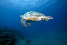 Female Green Turtle Swimming Royalty Free Stock Images Female Green Turtle Swimming Royalty Free Stock Images