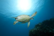 Female Green Turtle Swimming Stock Image Female Green Turtle Swimming Stock Image