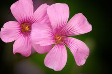 Spring Daisies Royalty Free Stock Image Spring Daisies Royalty Free Stock Image