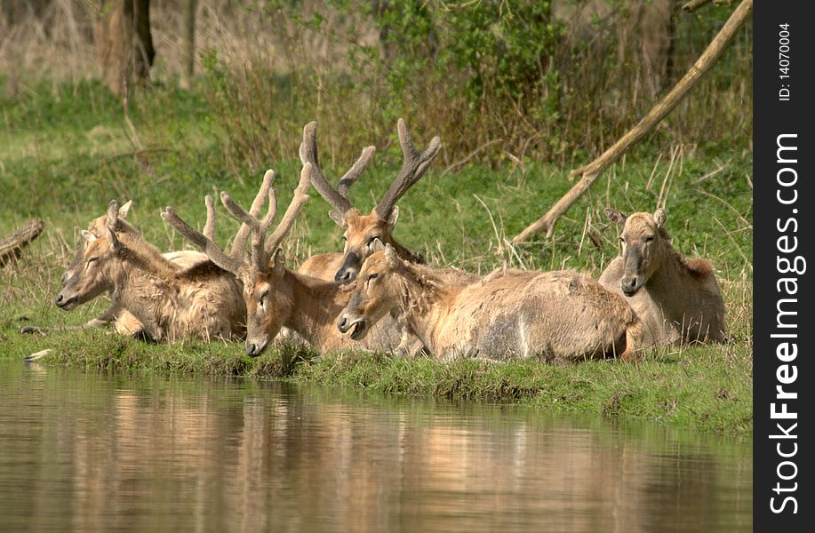 Group of PÃ¨re Davids Deer laying near the water. Group of PÃ¨re Davids Deer laying near the water.