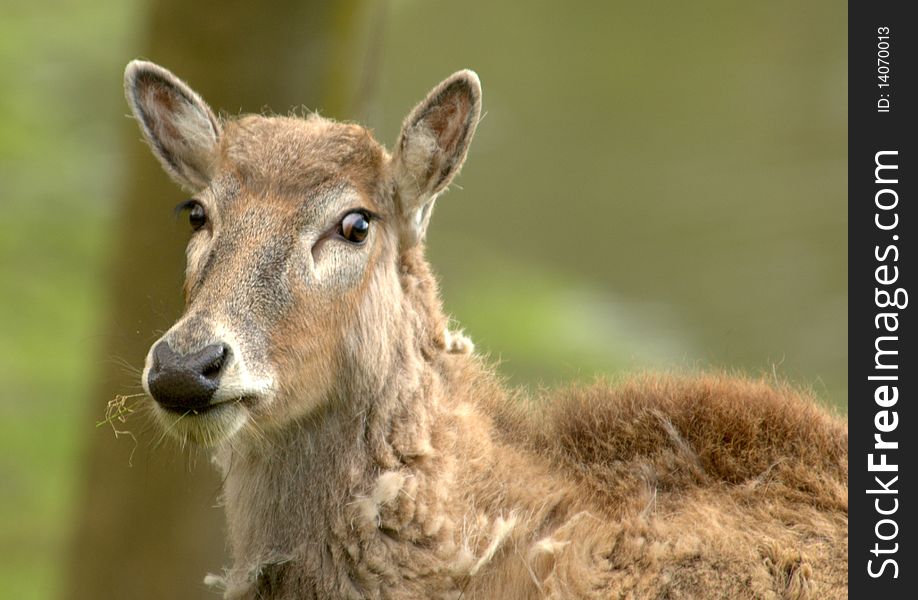 Female PÃ¨re Davids Deer against blury green background. Female PÃ¨re Davids Deer against blury green background