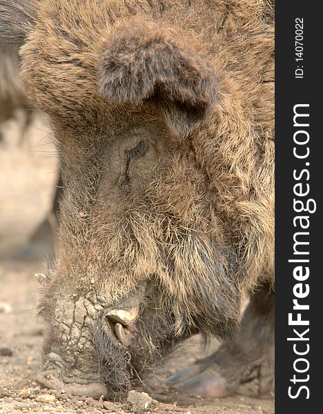 Portrait of a Wild boar in the mud. Portrait of a Wild boar in the mud.