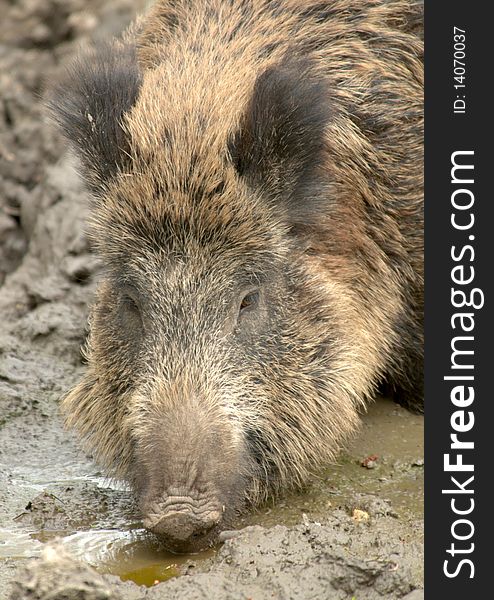 Portrait of a Wild boar in the mud. Portrait of a Wild boar in the mud.