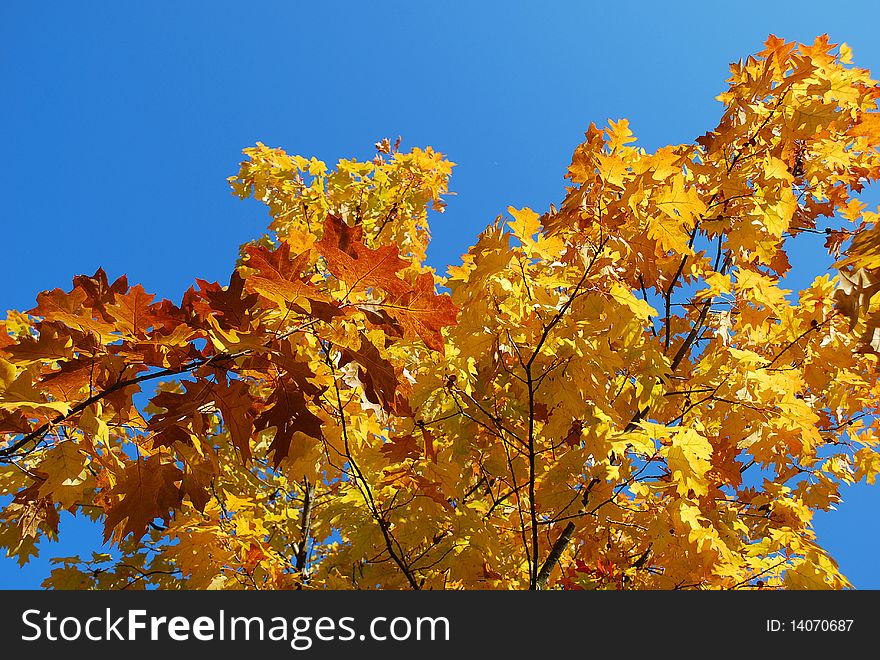 Yellow leaves at park of Kuldiga, Latvia.