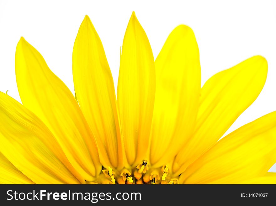 Beautiful Natural Sunflower isolated on white background