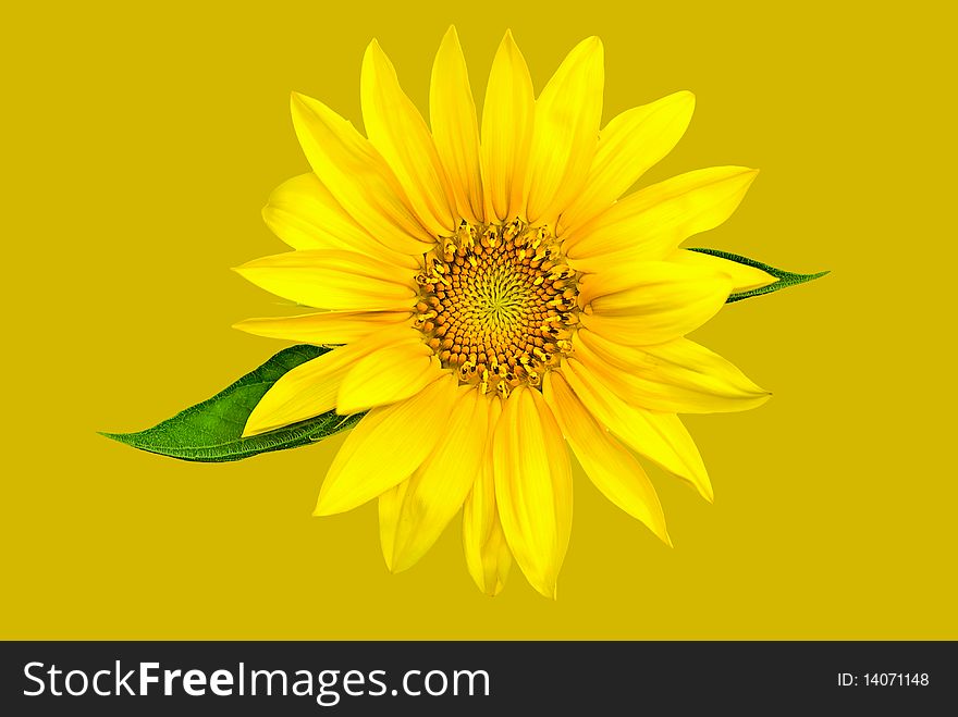 Beautiful Natural Sunflower isolated on Yellow background