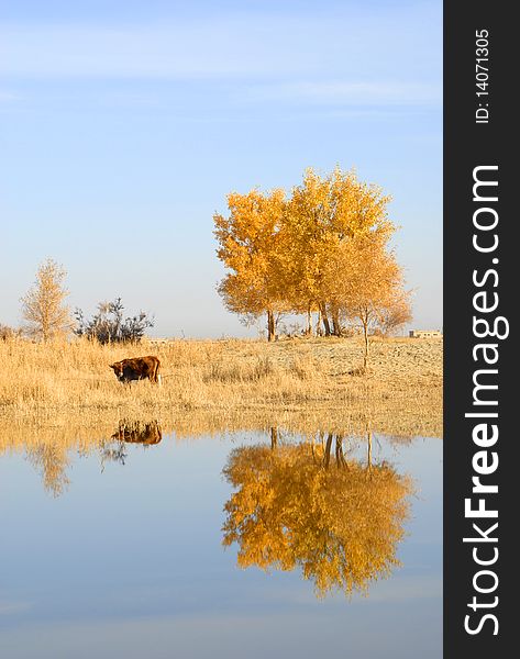 Autumn tree and cow by a mirror river,shoot at xijiang,China