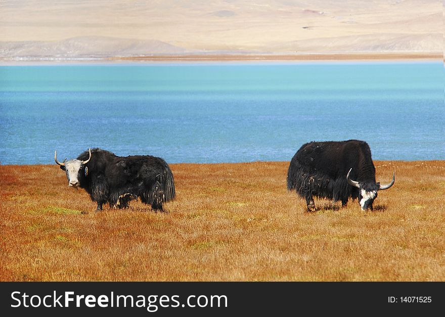 Grazing yak by a blue riverï¼Œshoot at tibetï¼ŒChina. Grazing yak by a blue riverï¼Œshoot at tibetï¼ŒChina